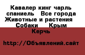 Кавалер кинг чарль спаниель - Все города Животные и растения » Собаки   . Крым,Керчь